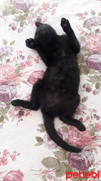 Mavi Rus, Kedi  Yavru kedi fotoğrafı