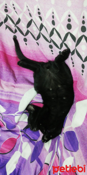 Mavi Rus, Kedi  Yavru kedi fotoğrafı