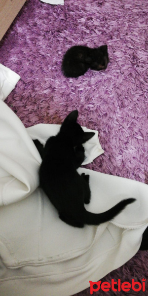 Mavi Rus, Kedi  Yavru kedi fotoğrafı