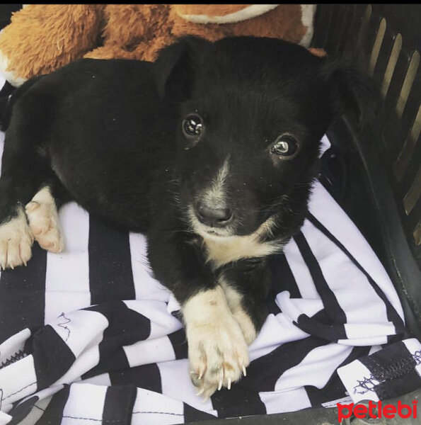 Maltese, Köpek  Kont fotoğrafı