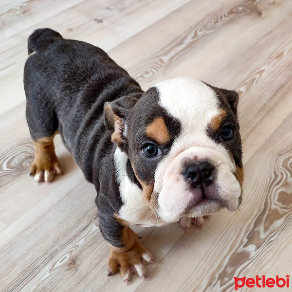 İngiliz Bulldog, Köpek  Muçki fotoğrafı