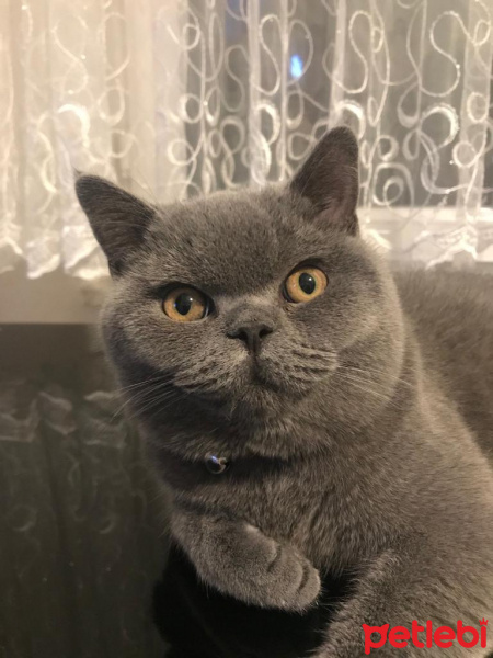 British Shorthair, Kedi  ZİYA fotoğrafı