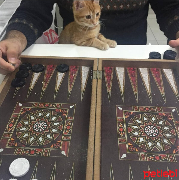 Sarman, Kedi  mumu fotoğrafı