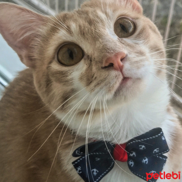 Sarman, Kedi  Dobby fotoğrafı