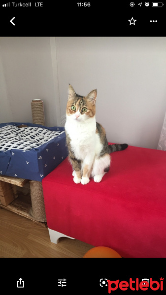 Tekir Kedi, Kedi  Tarçın fotoğrafı