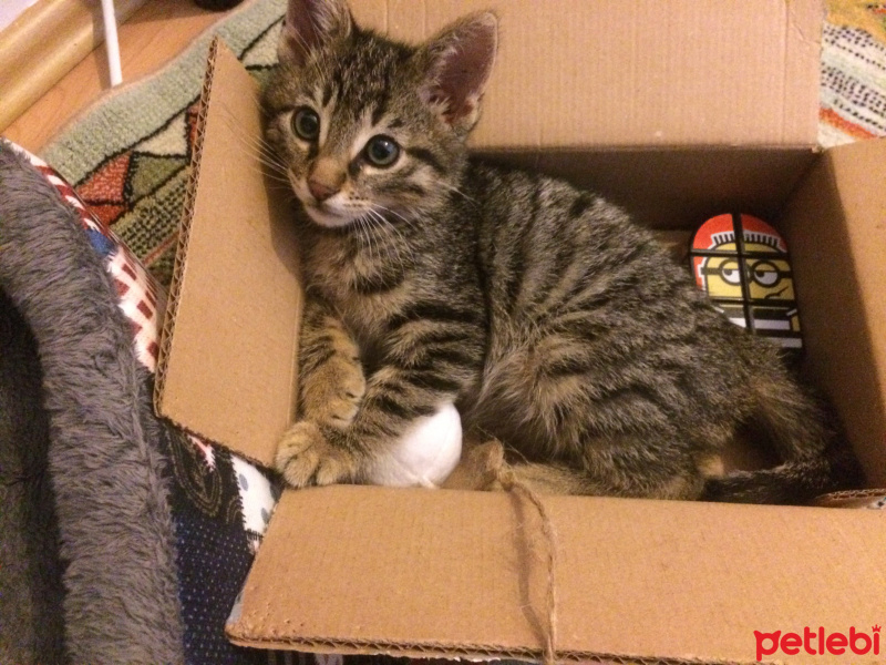 Tekir Kedi, Kedi  Shima fotoğrafı