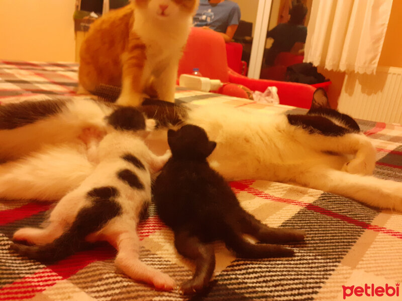 Tekir Kedi, Kedi  Milki fotoğrafı