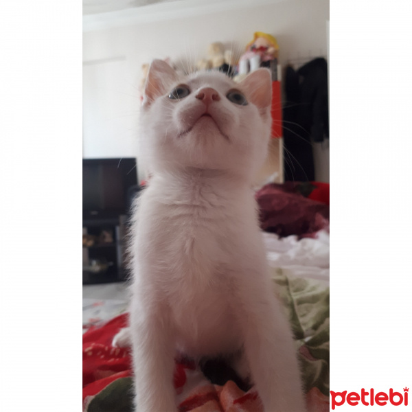 Tekir Kedi, Kedi  Blue fotoğrafı