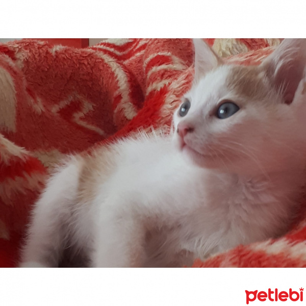 Tekir Kedi, Kedi  Blue fotoğrafı