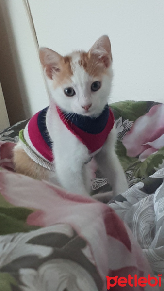 Tekir Kedi, Kedi  Blue fotoğrafı