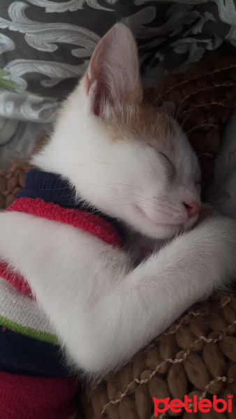 Tekir Kedi, Kedi  Blue fotoğrafı