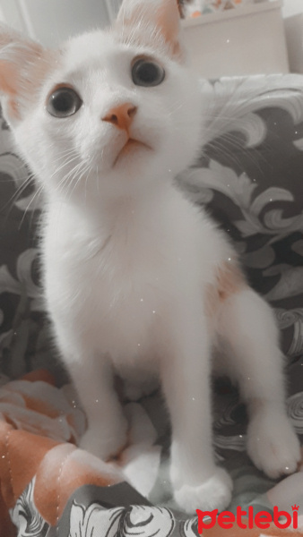 Tekir Kedi, Kedi  Blue fotoğrafı