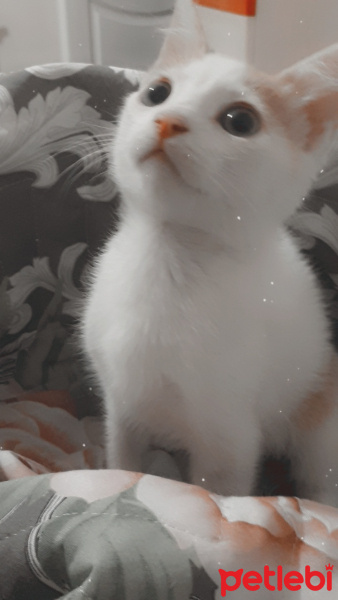 Tekir Kedi, Kedi  Blue fotoğrafı