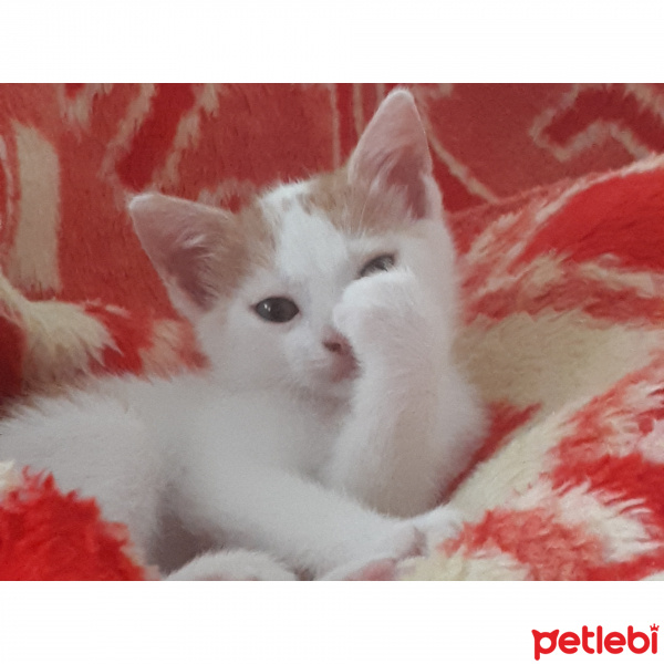 Tekir Kedi, Kedi  Blue fotoğrafı