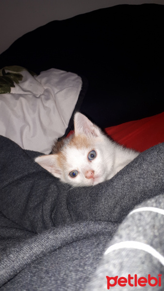 Tekir Kedi, Kedi  Blue fotoğrafı