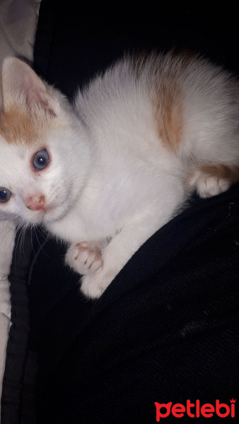 Tekir Kedi, Kedi  Blue fotoğrafı