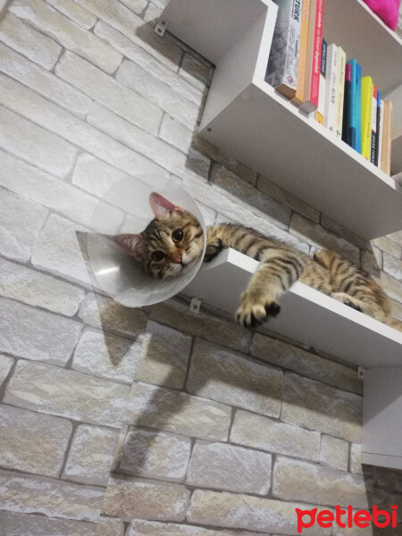 Tekir Kedi, Kedi  Tarçın fotoğrafı