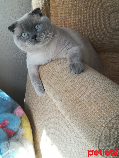 Scottish Fold, Kedi  Mia fotoğrafı
