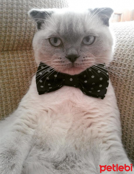 Scottish Fold, Kedi  Mia fotoğrafı