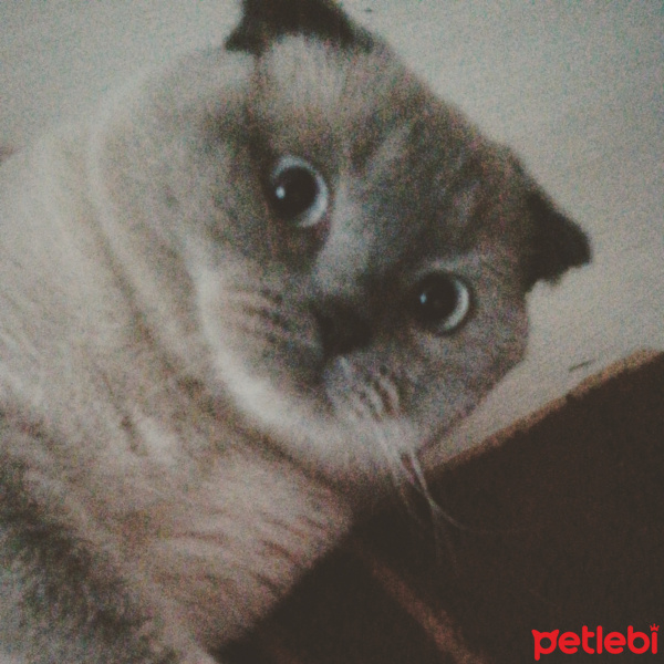 Scottish Fold, Kedi  Mia fotoğrafı