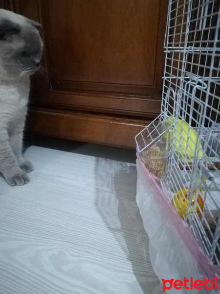 Scottish Fold, Kedi  Mia fotoğrafı