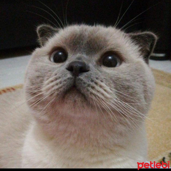 Scottish Fold, Kedi  Mia fotoğrafı