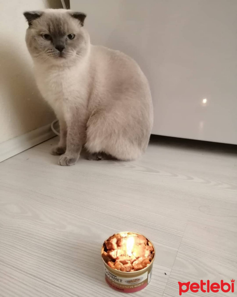 Scottish Fold, Kedi  Mia fotoğrafı