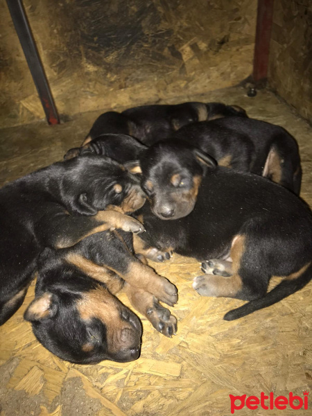 Doberman Pinscher, Köpek  İsmi yok fotoğrafı
