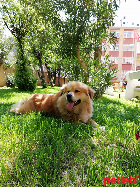 Sokö (Sokak Köpeği), Köpek  Paşa fotoğrafı