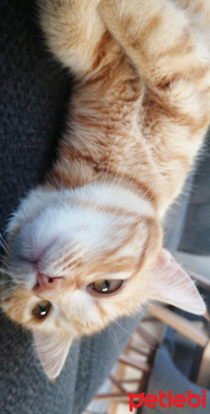 Sarman, Kedi  çilek fotoğrafı