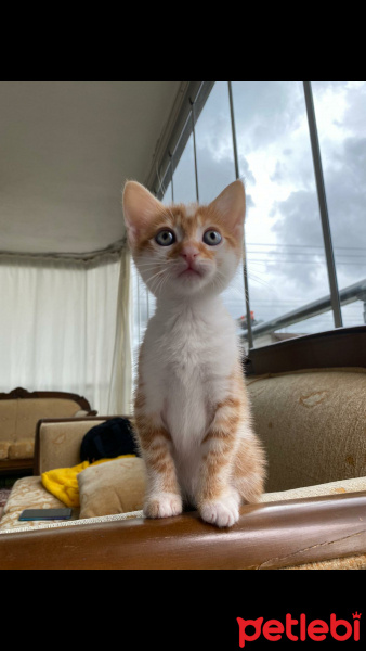 Sarman, Kedi  Tokyo fotoğrafı