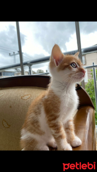 Sarman, Kedi  Tokyo fotoğrafı