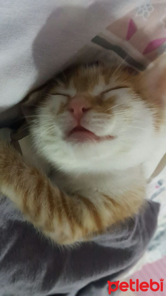 Sarman, Kedi  Tokyo fotoğrafı