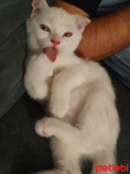 Scottish Fold, Kedi  Miu fotoğrafı