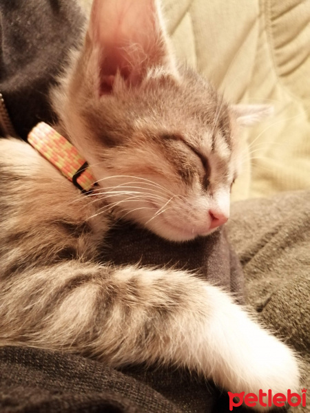 Tekir Kedi, Kedi  mırmır fotoğrafı