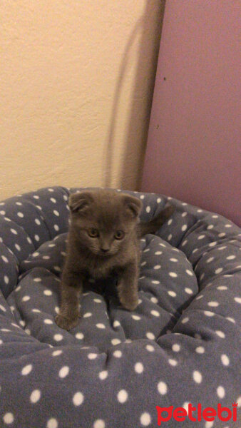 Scottish Fold, Kedi  Üzüm fotoğrafı