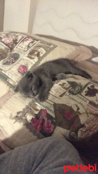 Scottish Fold, Kedi  Üzüm fotoğrafı