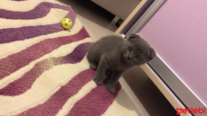 Scottish Fold, Kedi  Üzüm fotoğrafı