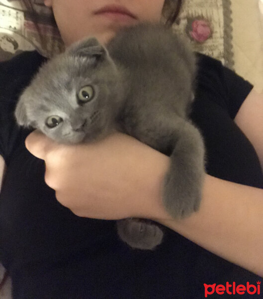 Scottish Fold, Kedi  Üzüm fotoğrafı