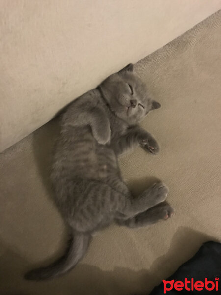 Scottish Fold, Kedi  Üzüm fotoğrafı