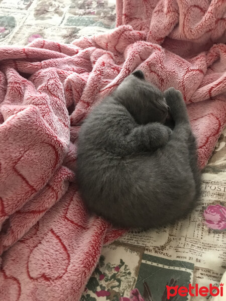 Scottish Fold, Kedi  Üzüm fotoğrafı