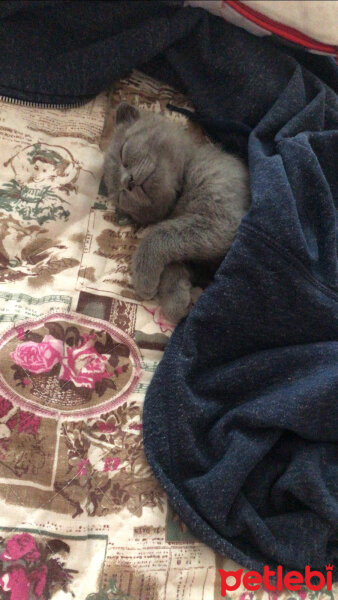 Scottish Fold, Kedi  Üzüm fotoğrafı