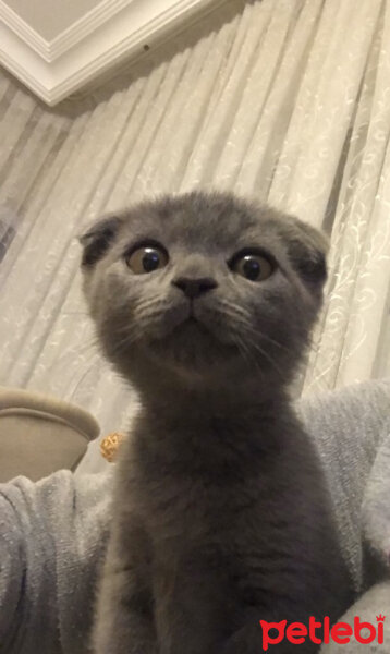 Scottish Fold, Kedi  Üzüm fotoğrafı