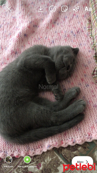 Scottish Fold, Kedi  Üzüm fotoğrafı