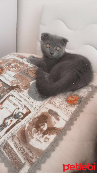 Scottish Fold, Kedi  Üzüm fotoğrafı