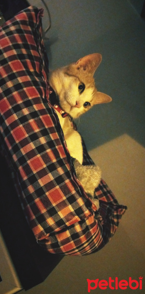 Sarman, Kedi  barbie fotoğrafı