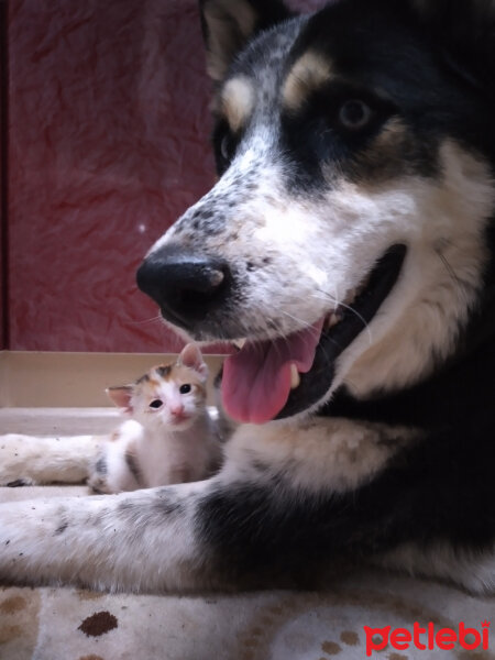 Tekir Kedi, Kedi  Sakız fotoğrafı