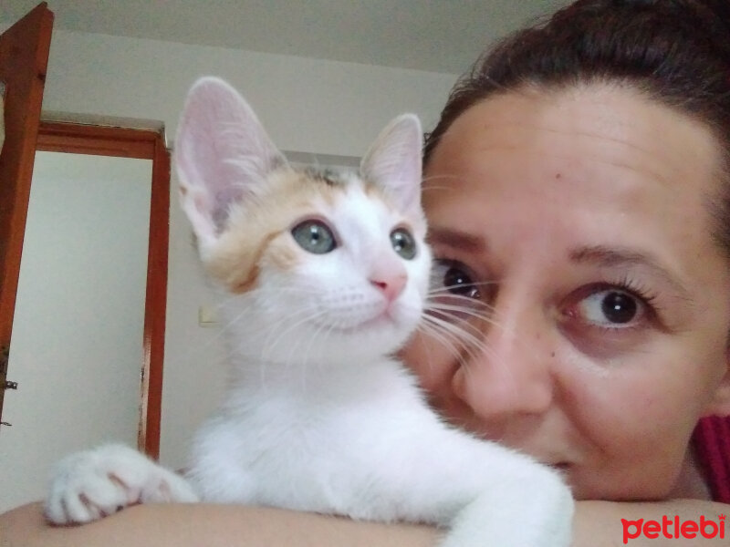 Tekir Kedi, Kedi  Sakız fotoğrafı