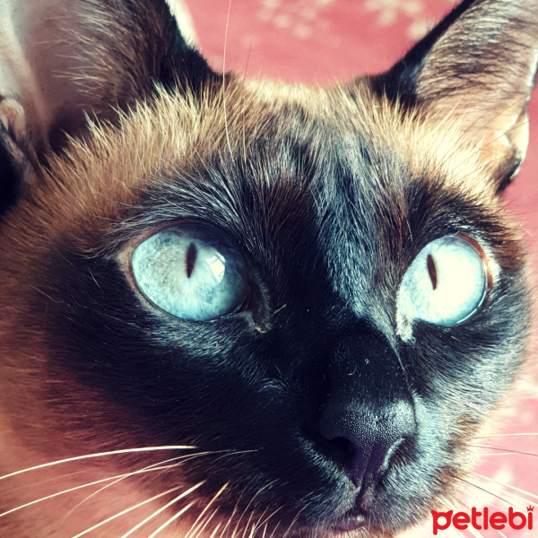 Siyam Kedisi, Kedi  Lena fotoğrafı