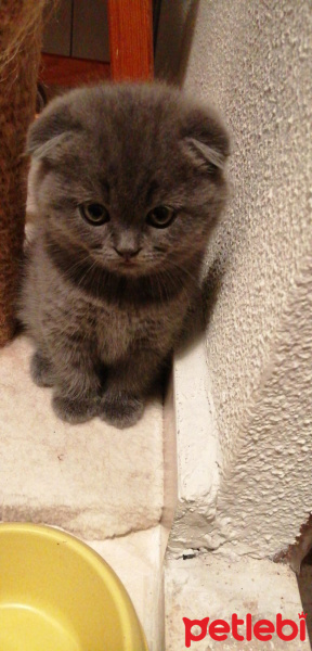 Scottish Fold, Kedi  Leo fotoğrafı